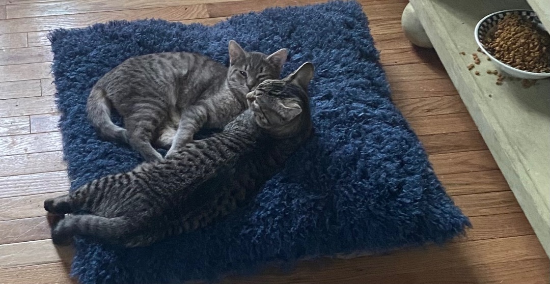 Enlarge Hijinks (aka Jinx) - adoption pending, a Adoptable mixed breed in Harrisburg, PA image 6/6