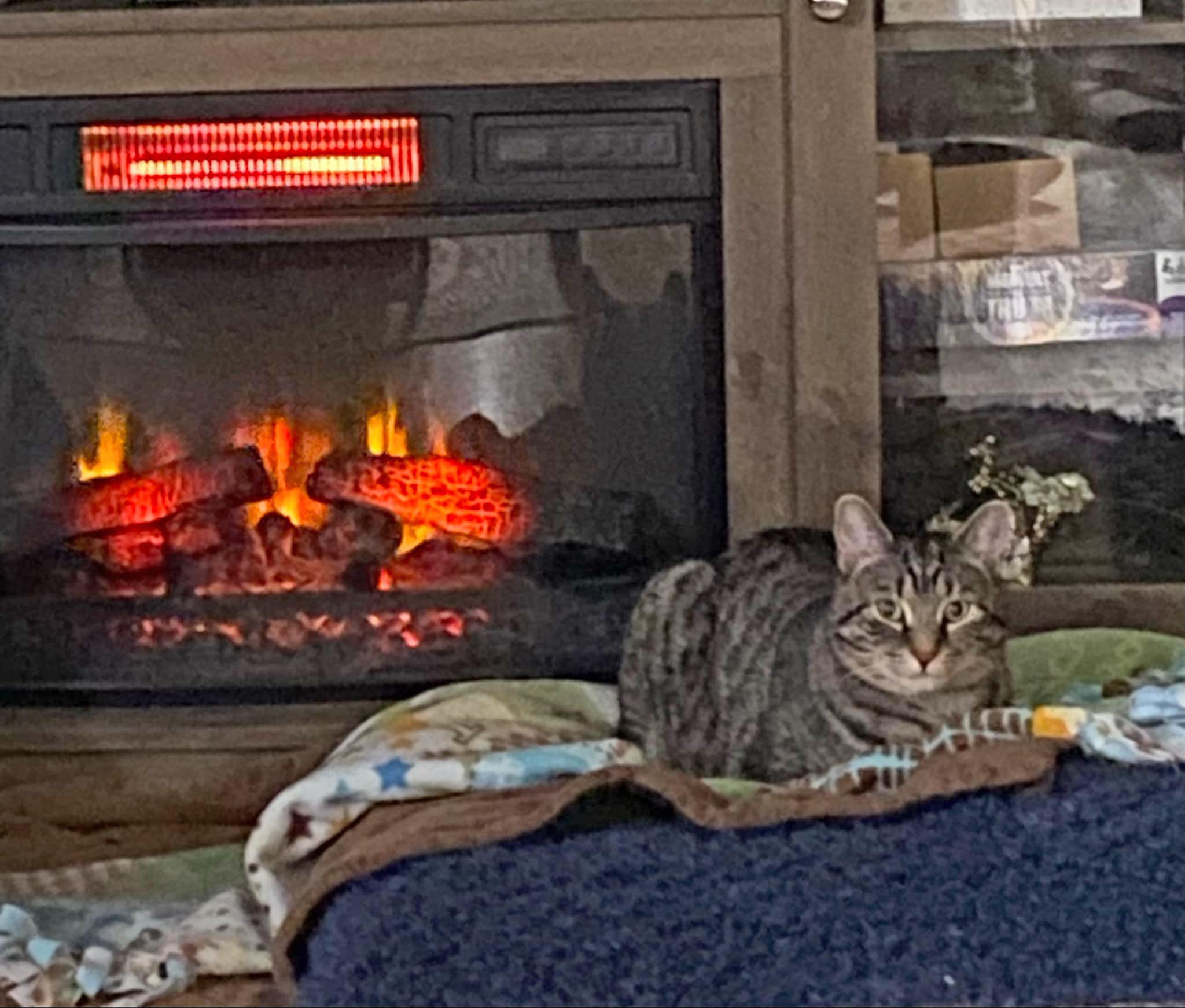 Enlarge Hijinks (aka Jinx) - adoption pending, a Adoptable mixed breed in Harrisburg, PA image 2/6