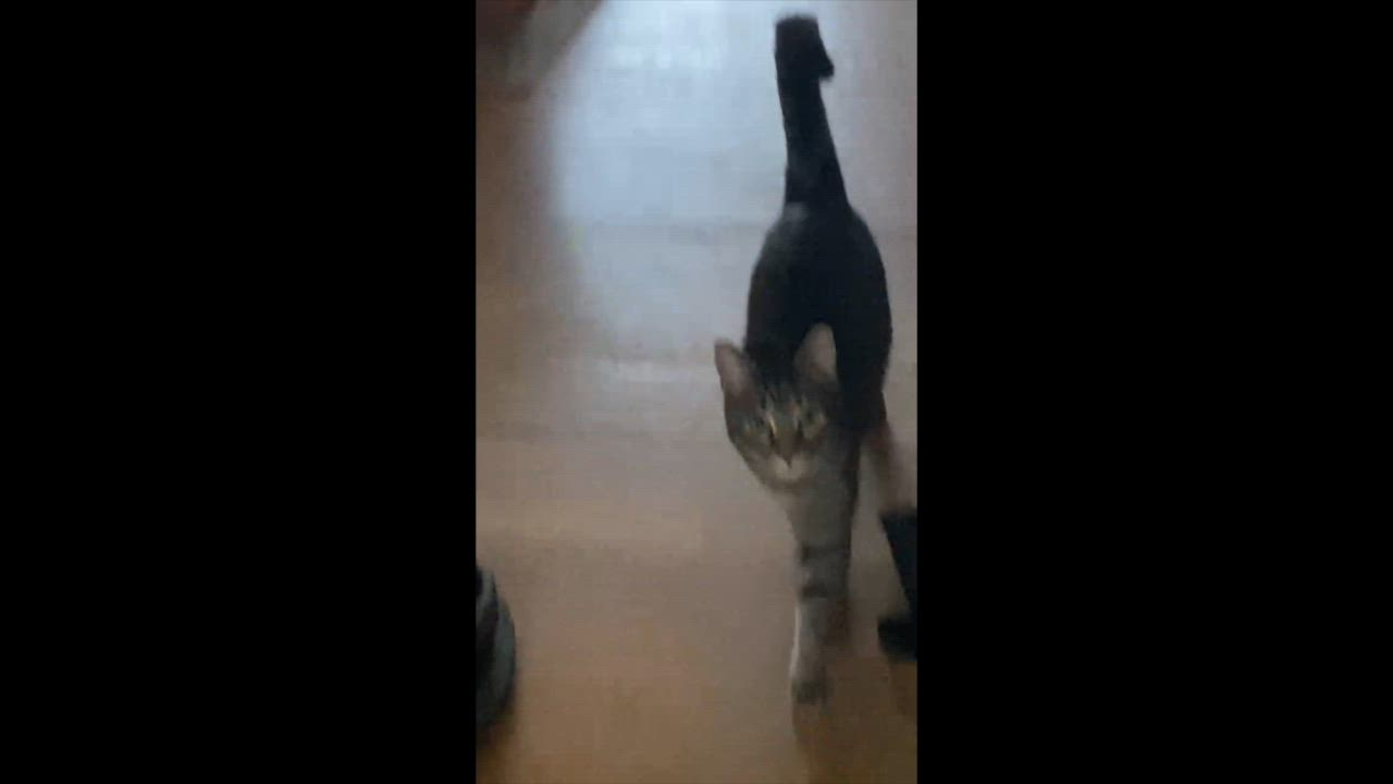 Enlarge Hijinks (aka Jinx) - adoption pending, a Adoptable mixed breed in Harrisburg, PA video 3/6