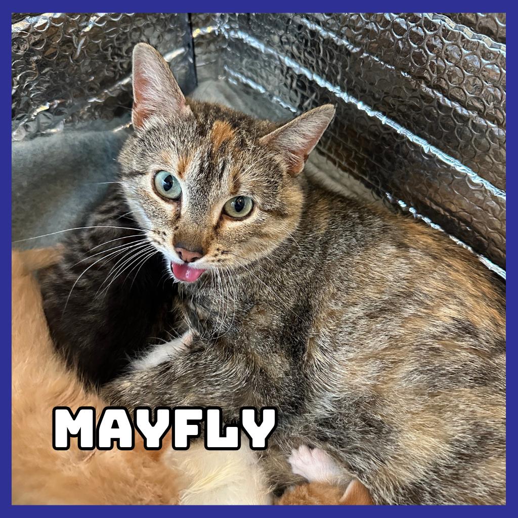 Mayfly, Adoptable, Adult Female Domestic Short Hair.