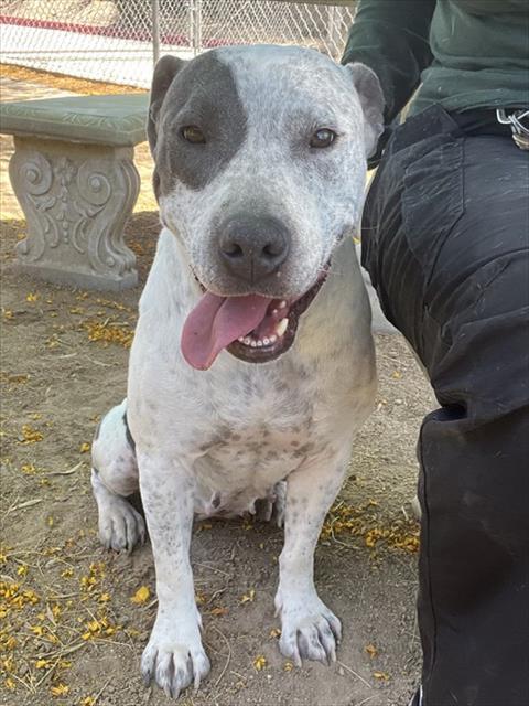 Enlarge CALISTA, a Adoptable mixed breed in Blythe, CA image 1/1