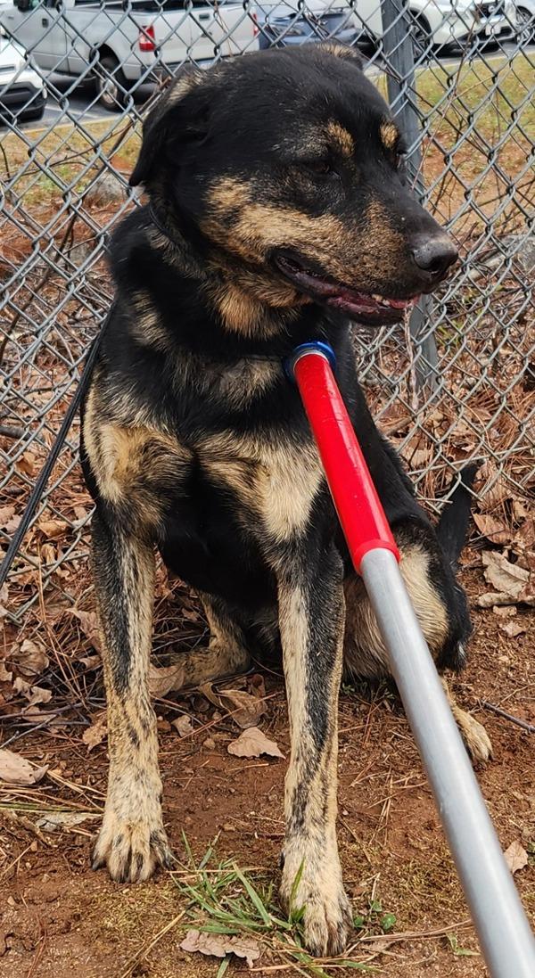 Pen 160c Rajah, Adoptable, Young Male Pit Bull Terrier & Labrador Retriever.