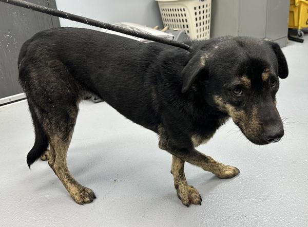 Enlarge Pen 160c Rajah, a Adoptable mixed breed in Lawrenceville, GA image 2/2