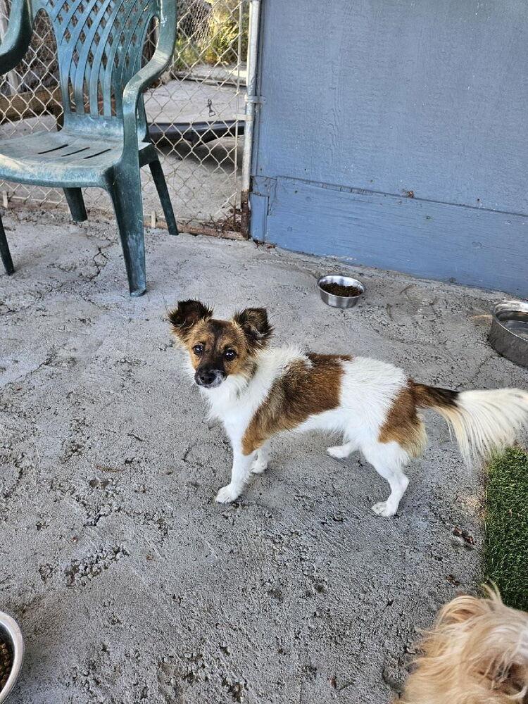 Taffy, Adoptable, Young Female Chihuahua & Pomeranian.