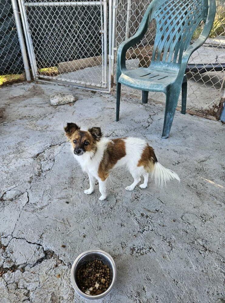 Taffy, a Adoptable mixed breed in Santa Rosa, CA image 2/2