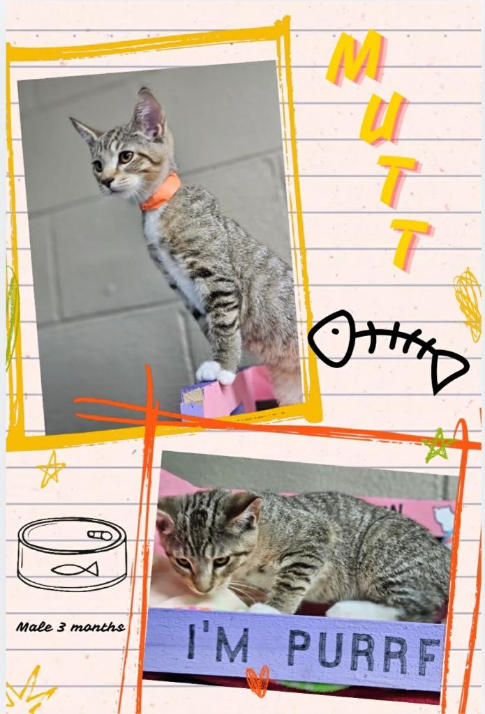 Mutt, Adoptable, Kitten Male Domestic Short Hair.