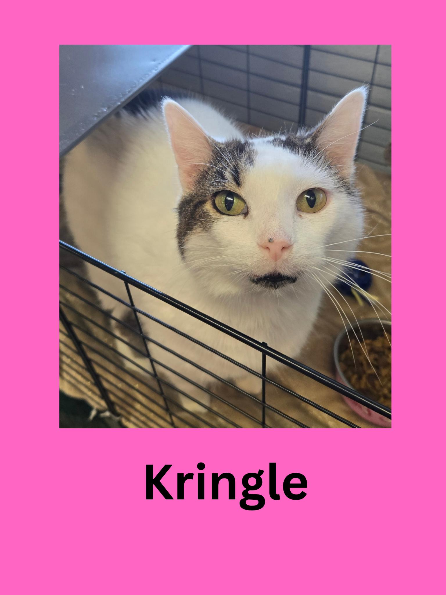 Enlarge Kringle, a ADOPTABLE Domestic Short Hair in Ravenna, OH image 1/1