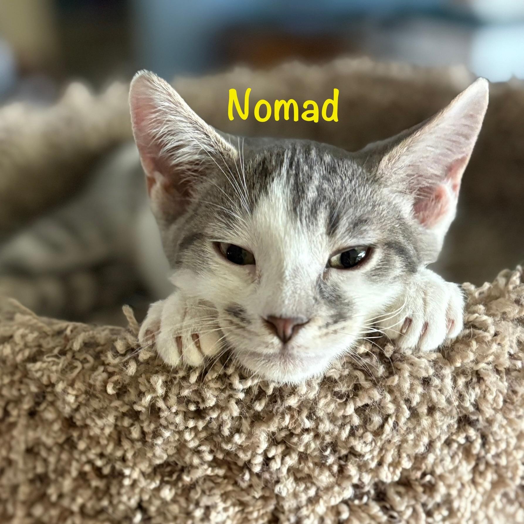 Nomad (call 602-692-1499 to meet Nomad)