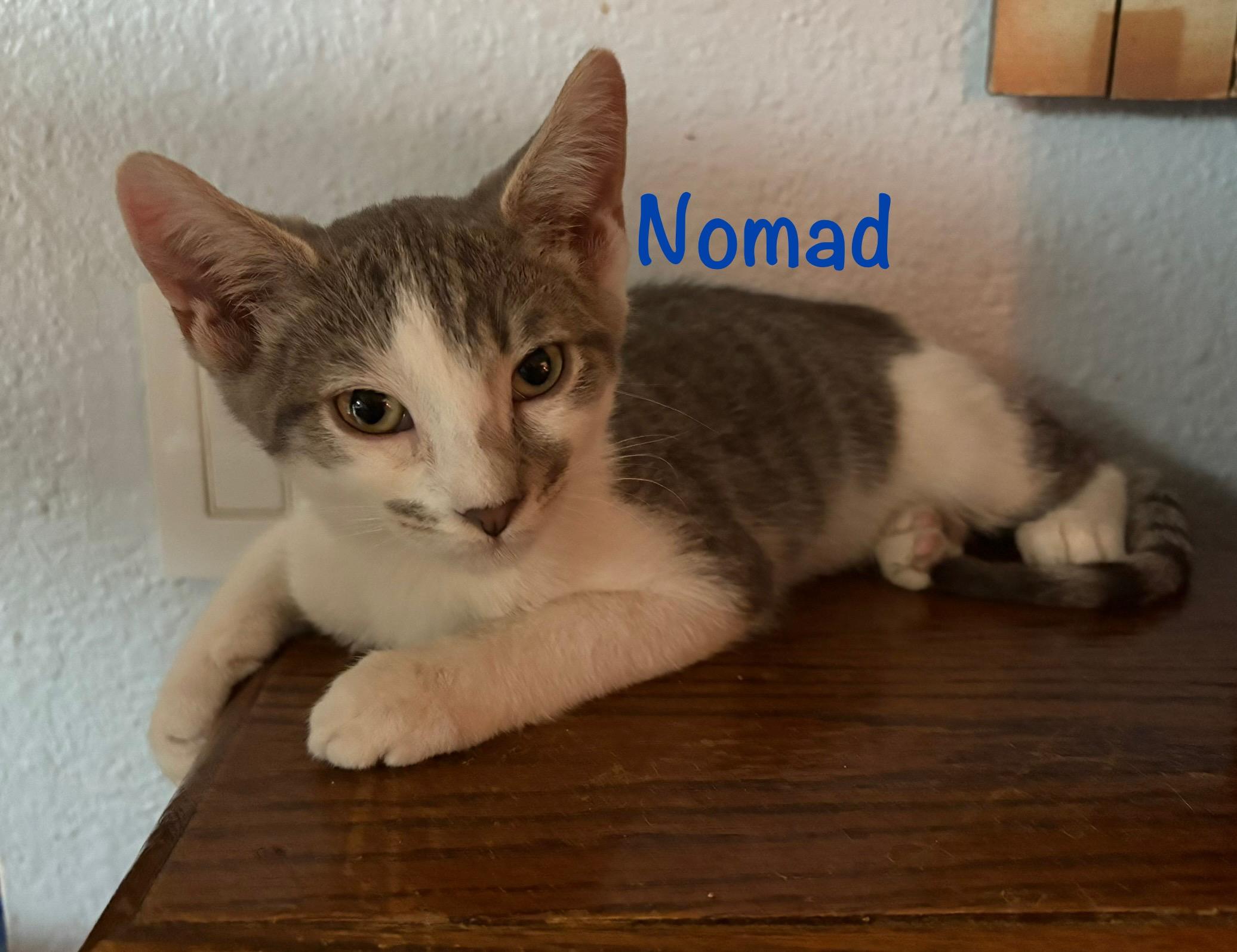 Nomad (call 602-692-1499 to meet Nomad)