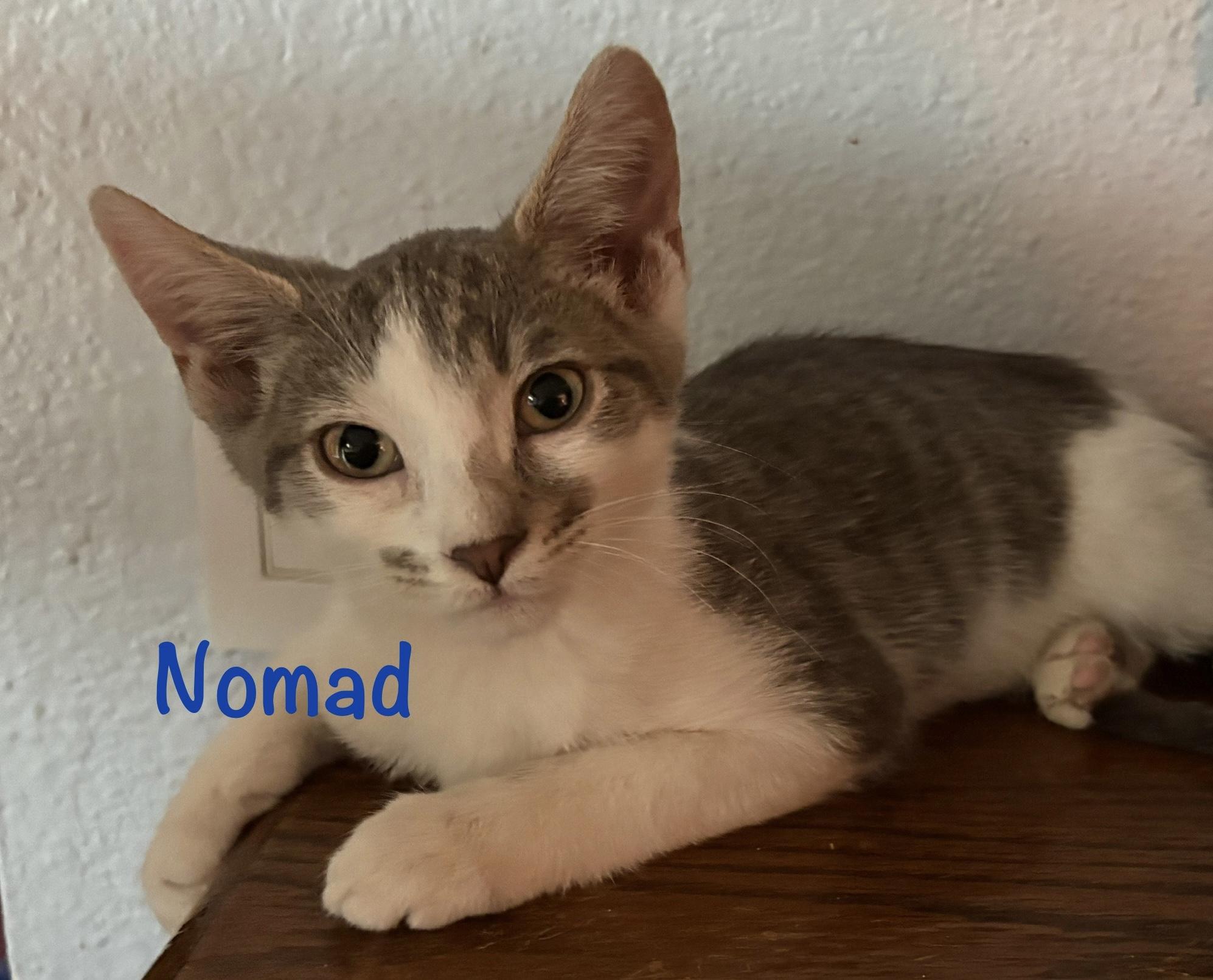 Nomad (call 602-692-1499 to meet Nomad)