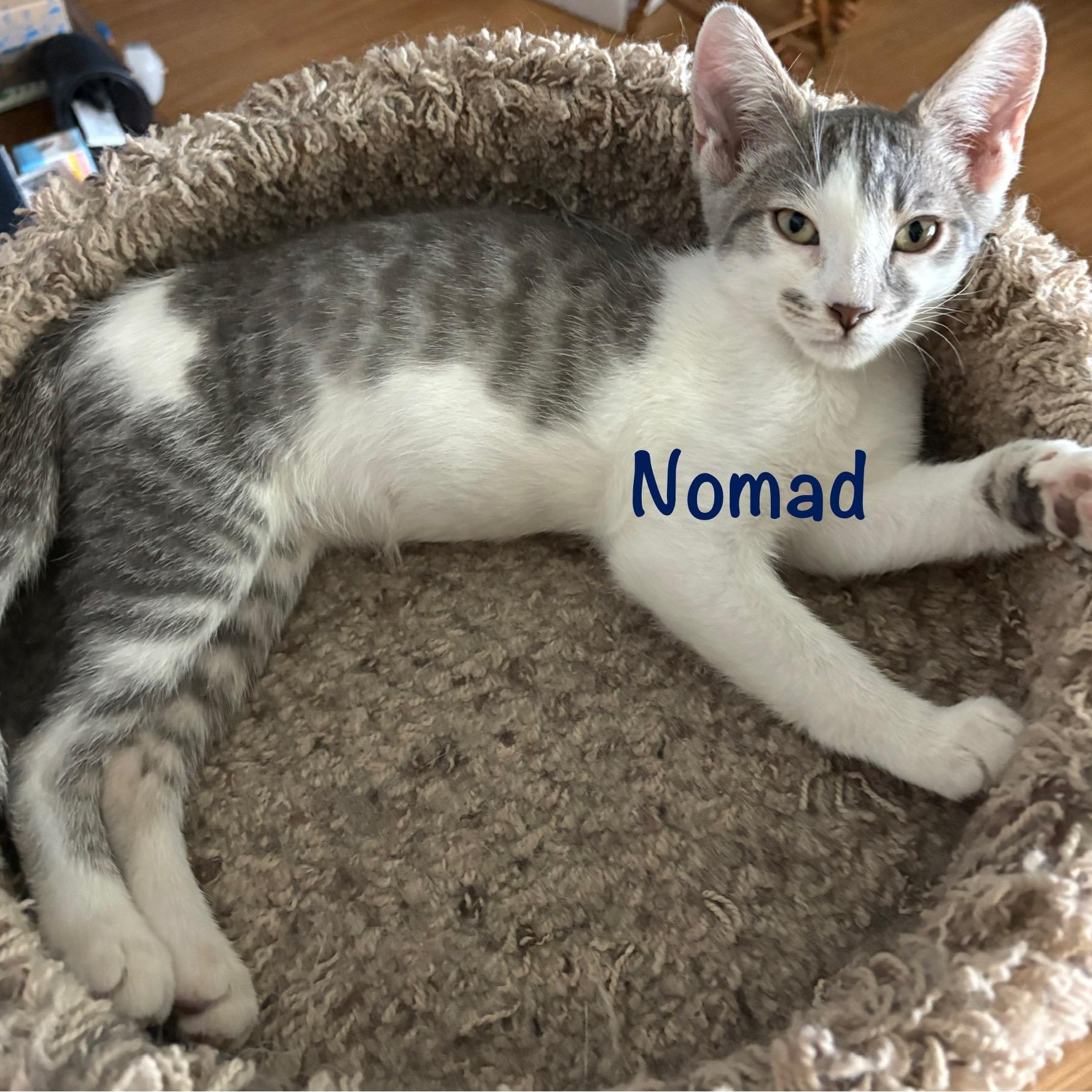 Nomad (call 602-692-1499 to meet Nomad)