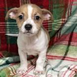 Baked Beans, adopted, Puppy Male Terrier.