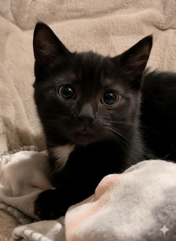 Enlarge Alfred, a Adoptable Domestic Short Hair in Clinton Township, MI image 1/4