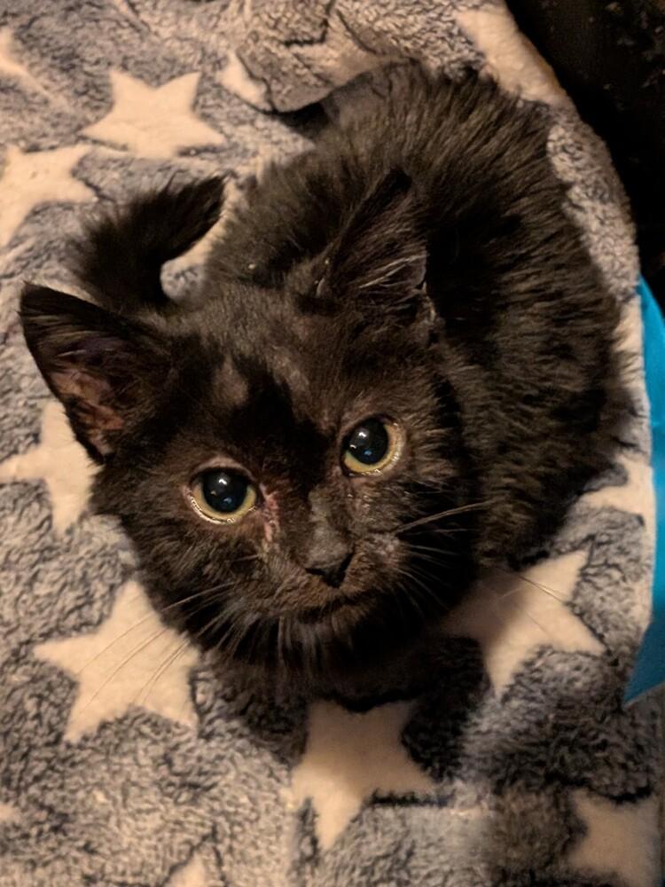 Enlarge Alfred, a Adoptable Domestic Short Hair in Clinton Township, MI image 2/4