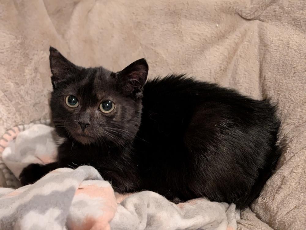 Enlarge Alfred, a Adoptable Domestic Short Hair in Clinton Township, MI image 3/4