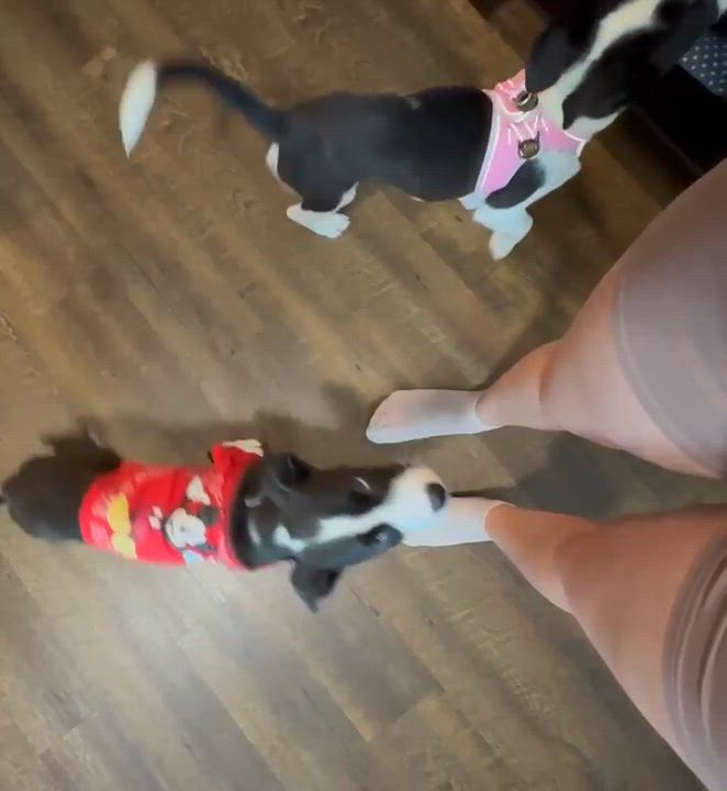 Enlarge Mickey, a Adoptable mixed breed in Portland, OR video 3/5