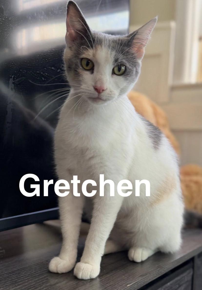 Enlarge Gretchen, a Adopted Domestic Short Hair in Coralville, IA image 1/1