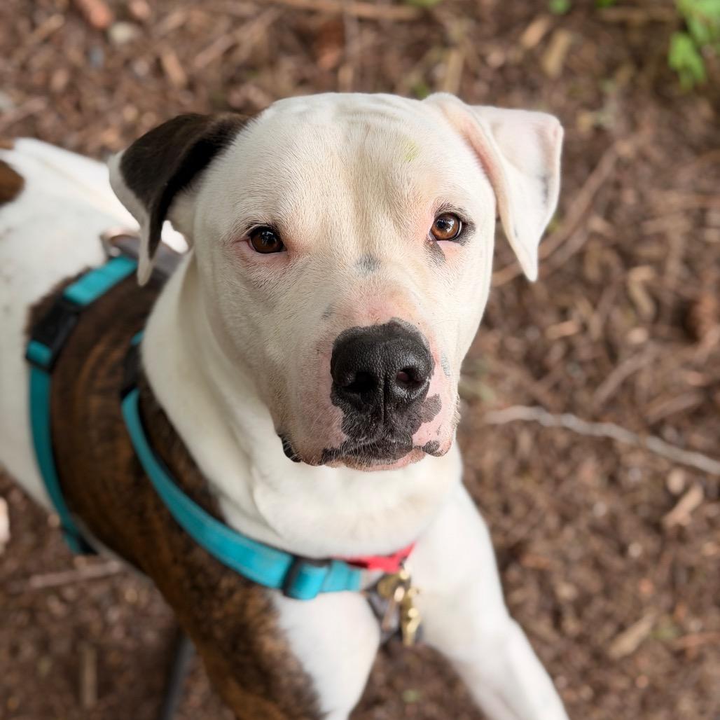 Enlarge Rodney, a Adoptable mixed breed in Port Angeles, WA image 1/6