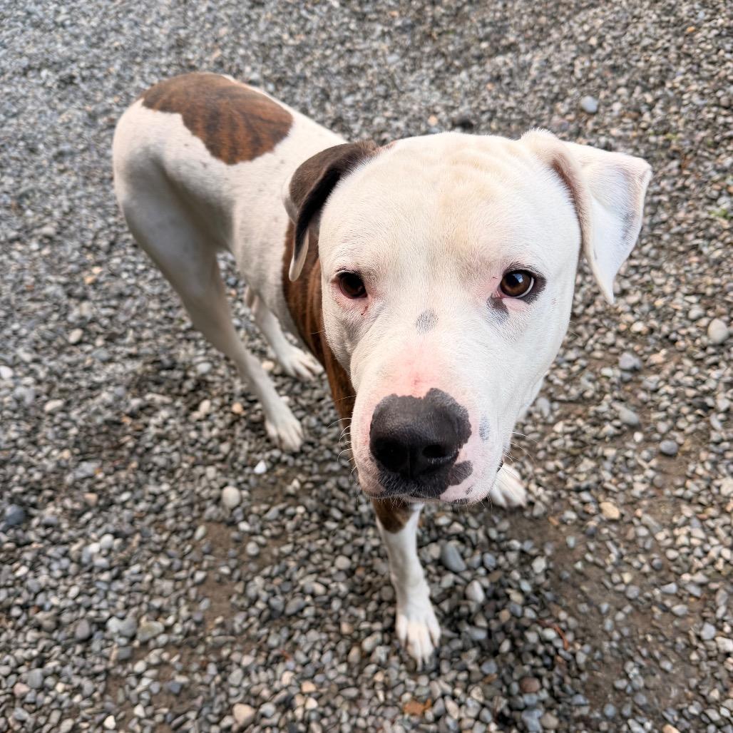 Enlarge Rodney, a Adoptable mixed breed in Port Angeles, WA image 2/6