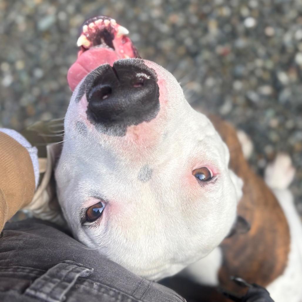 Enlarge Rodney, a Adoptable mixed breed in Port Angeles, WA image 3/6
