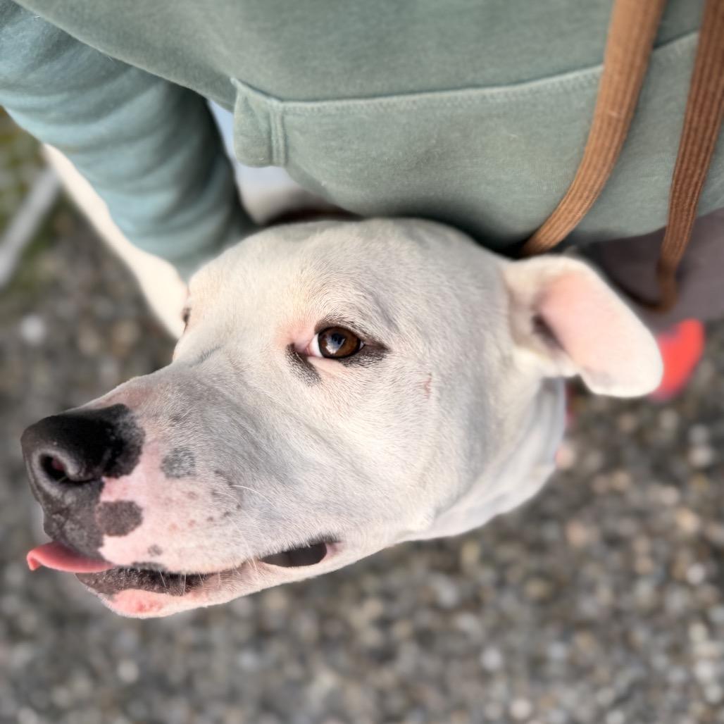 Enlarge Rodney, a Adoptable mixed breed in Port Angeles, WA image 4/6