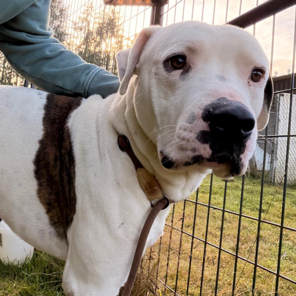 Enlarge Rodney, a Adoptable mixed breed in Port Angeles, WA image 5/6