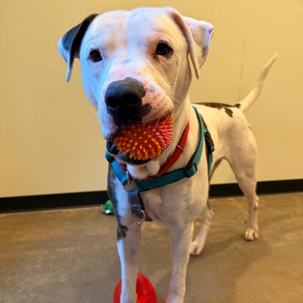Enlarge Rodney, a Adoptable mixed breed in Port Angeles, WA image 6/6