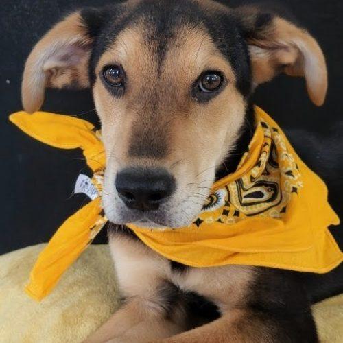Woody, Adoptable, Puppy Male Australian Shepherd & Sheep Dog.