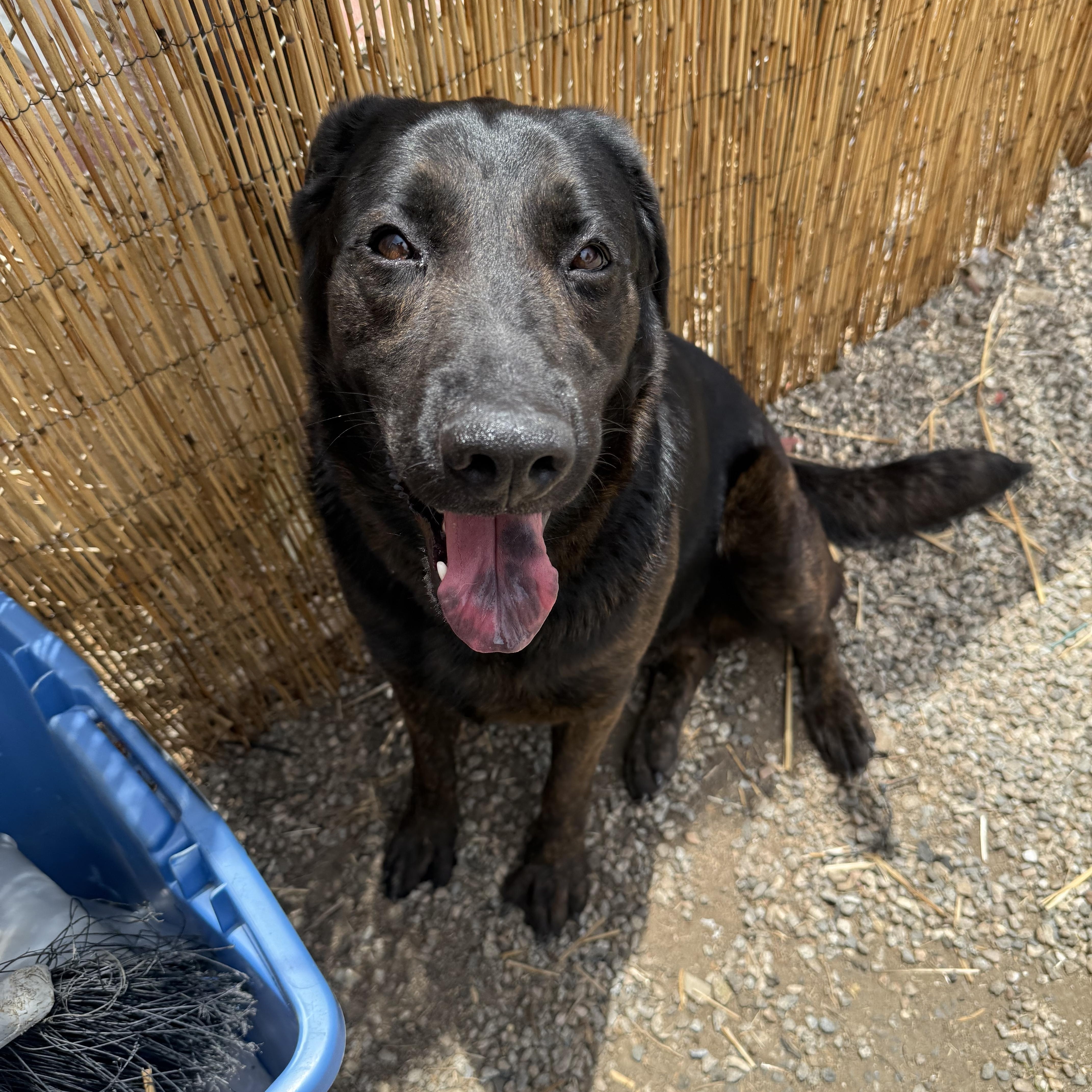 LUNA, a Adoptable Labrador Retriever in Portland , OR image 4/6