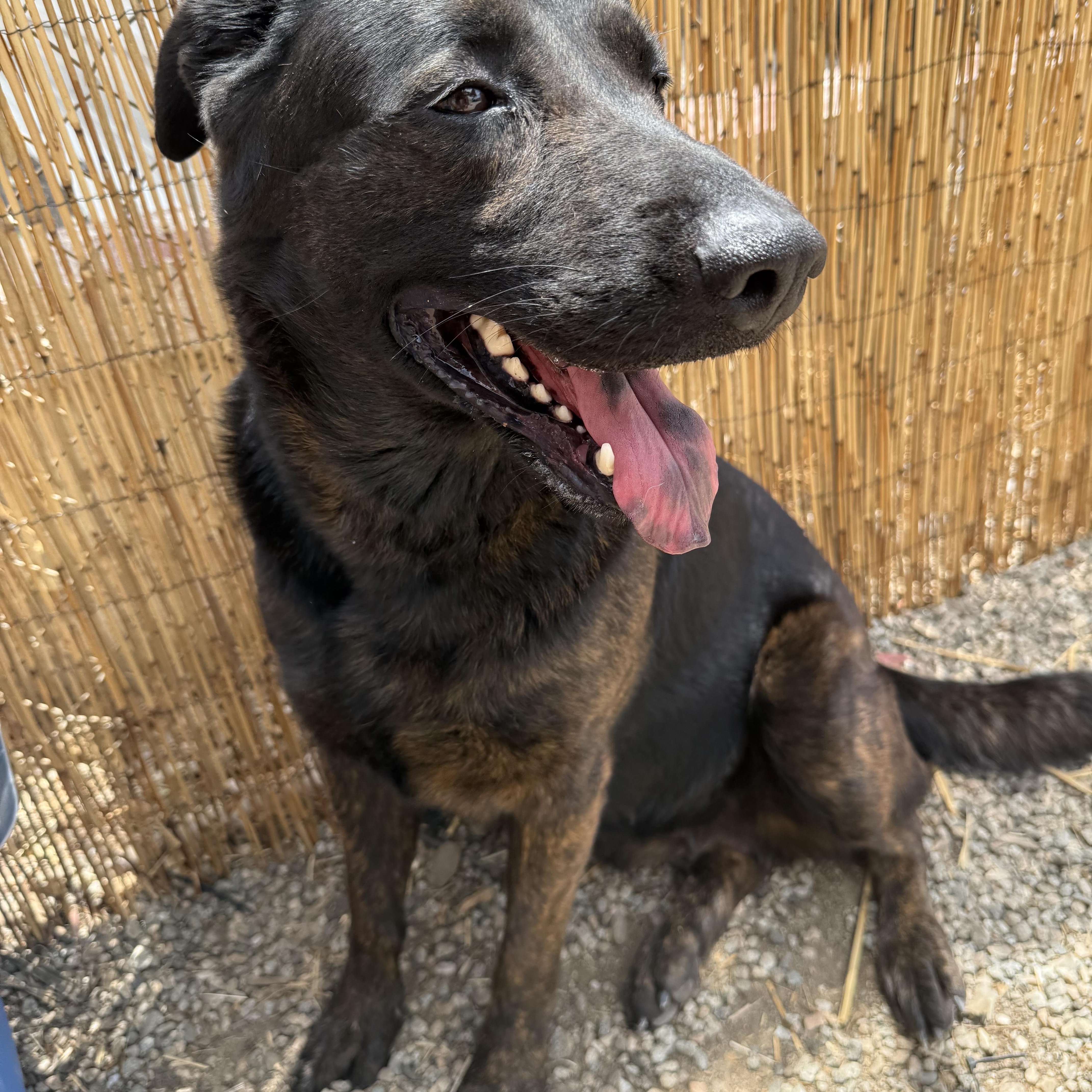 LUNA, a Adoptable Labrador Retriever in Portland , OR image 2/6