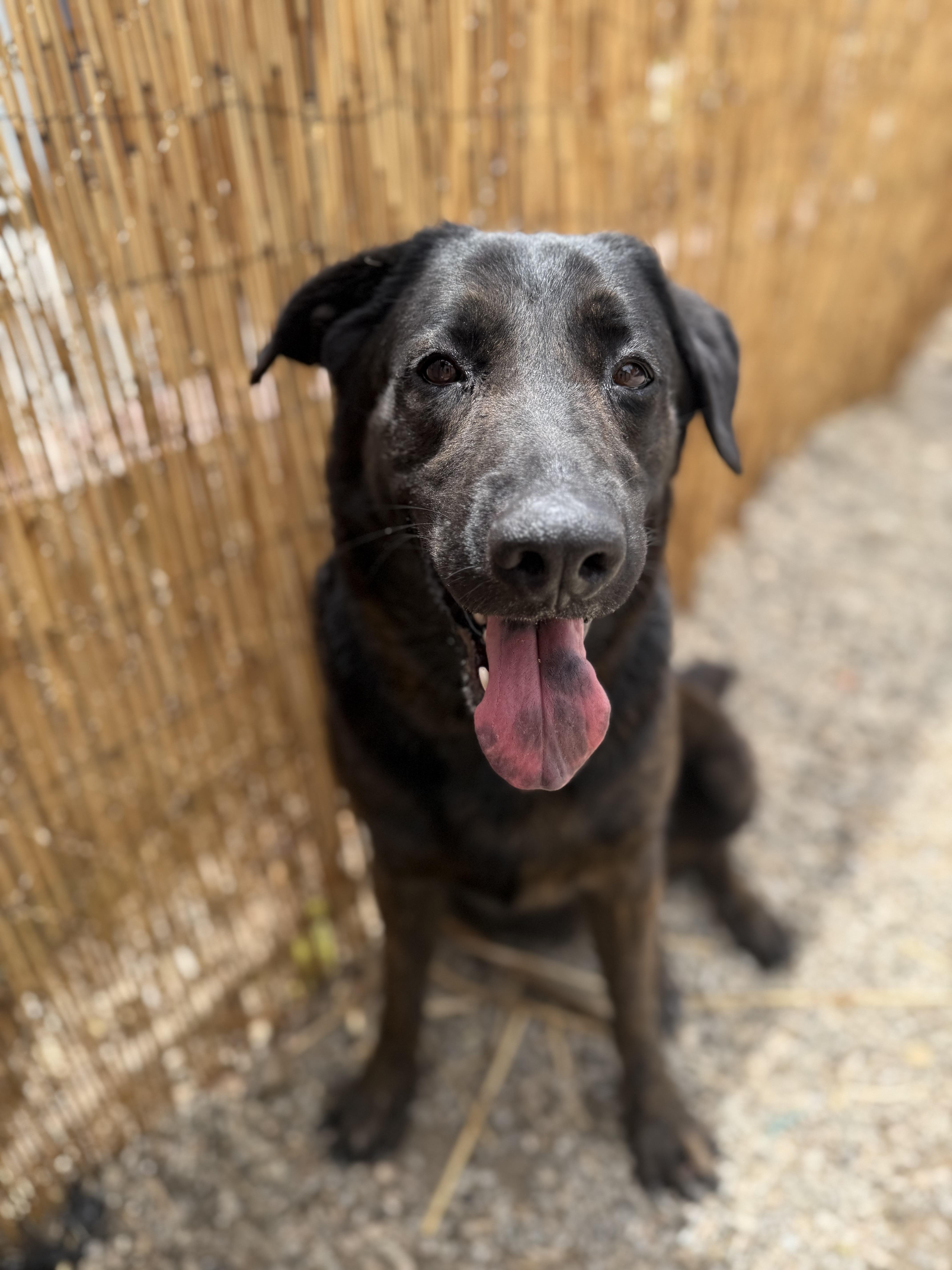 LUNA, a Adoptable Labrador Retriever in Portland , OR image 6/6