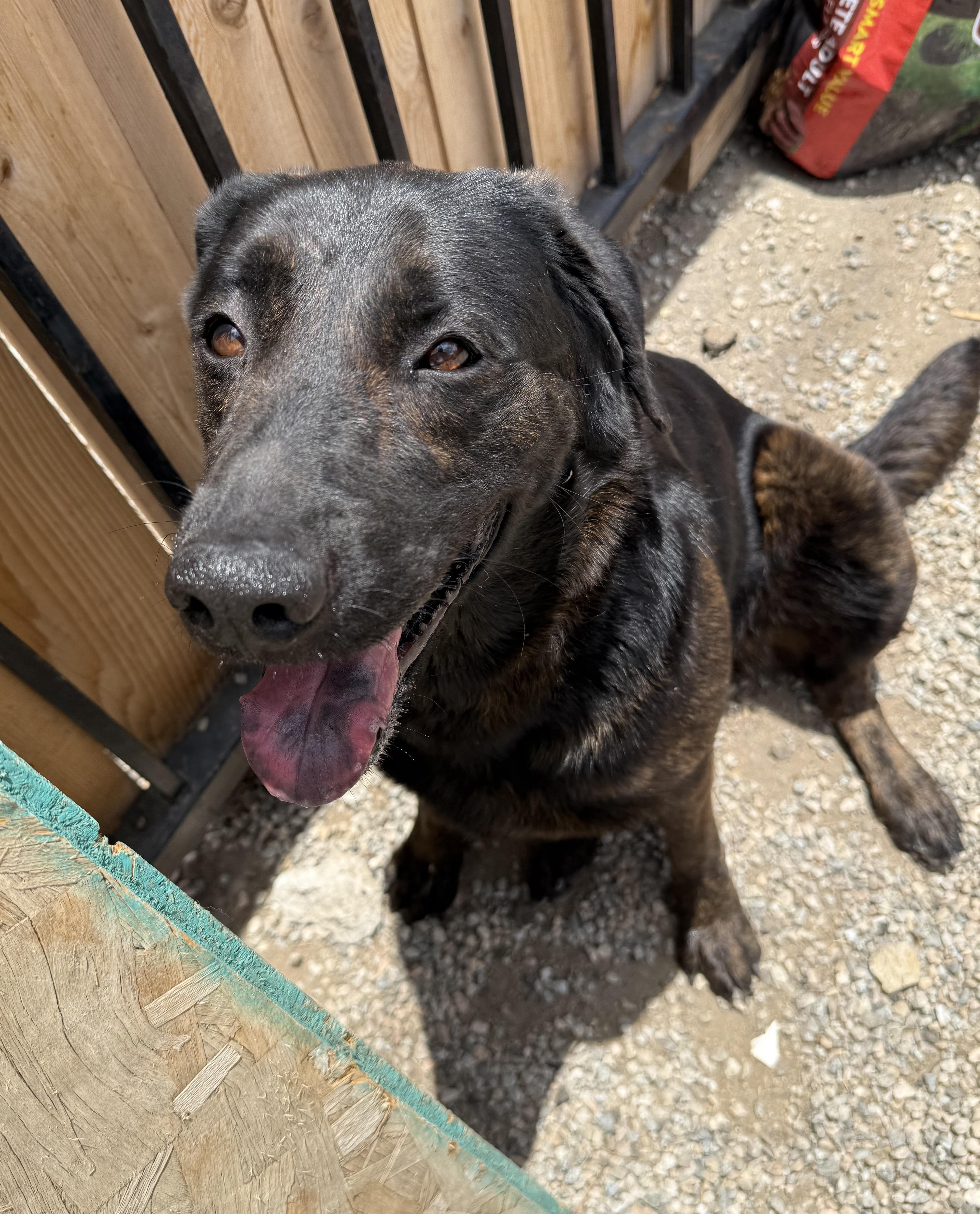 LUNA, a Adoptable Labrador Retriever in Portland , OR image 1/6