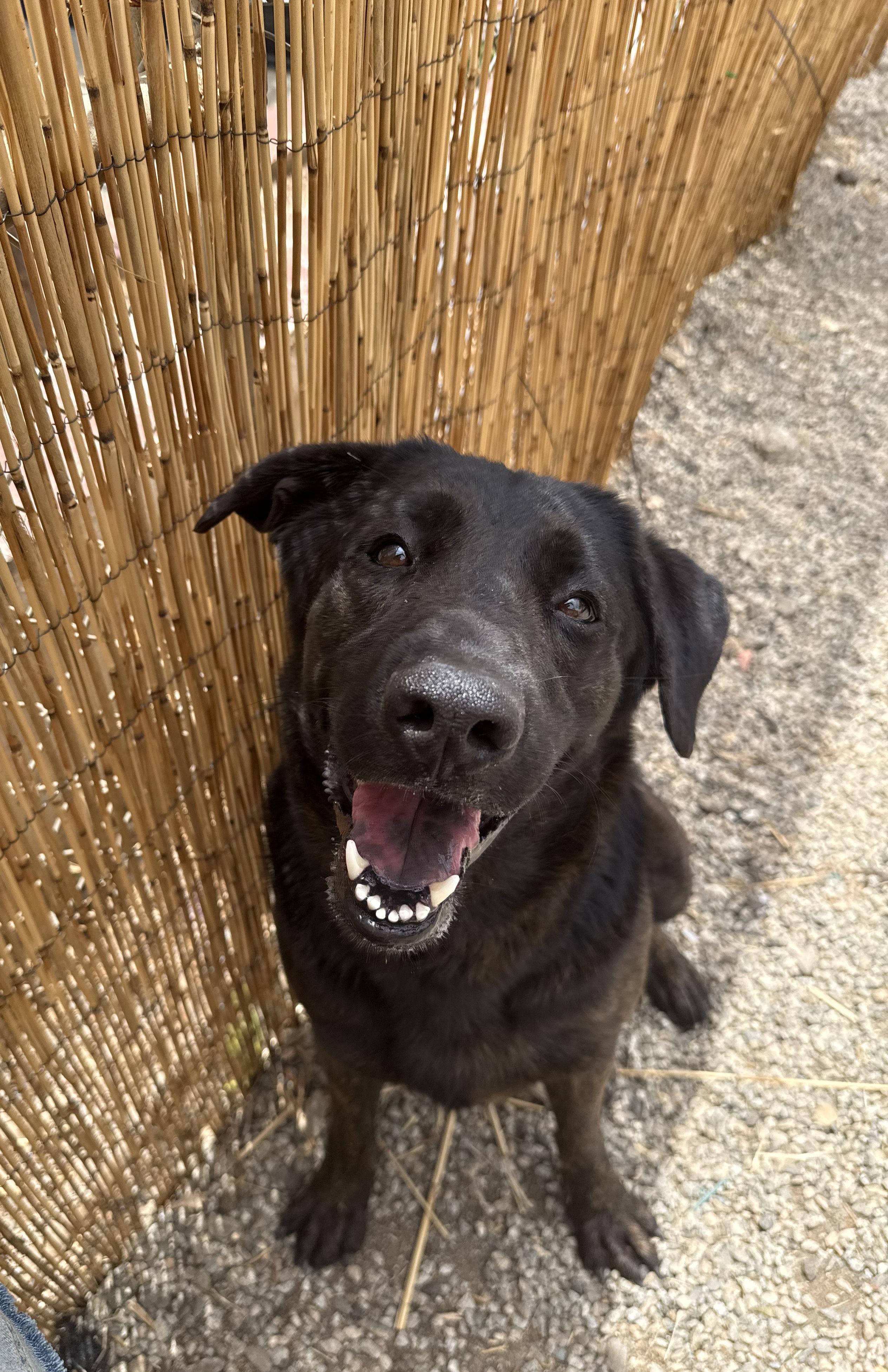 LUNA, a Adoptable Labrador Retriever in Portland , OR image 3/6