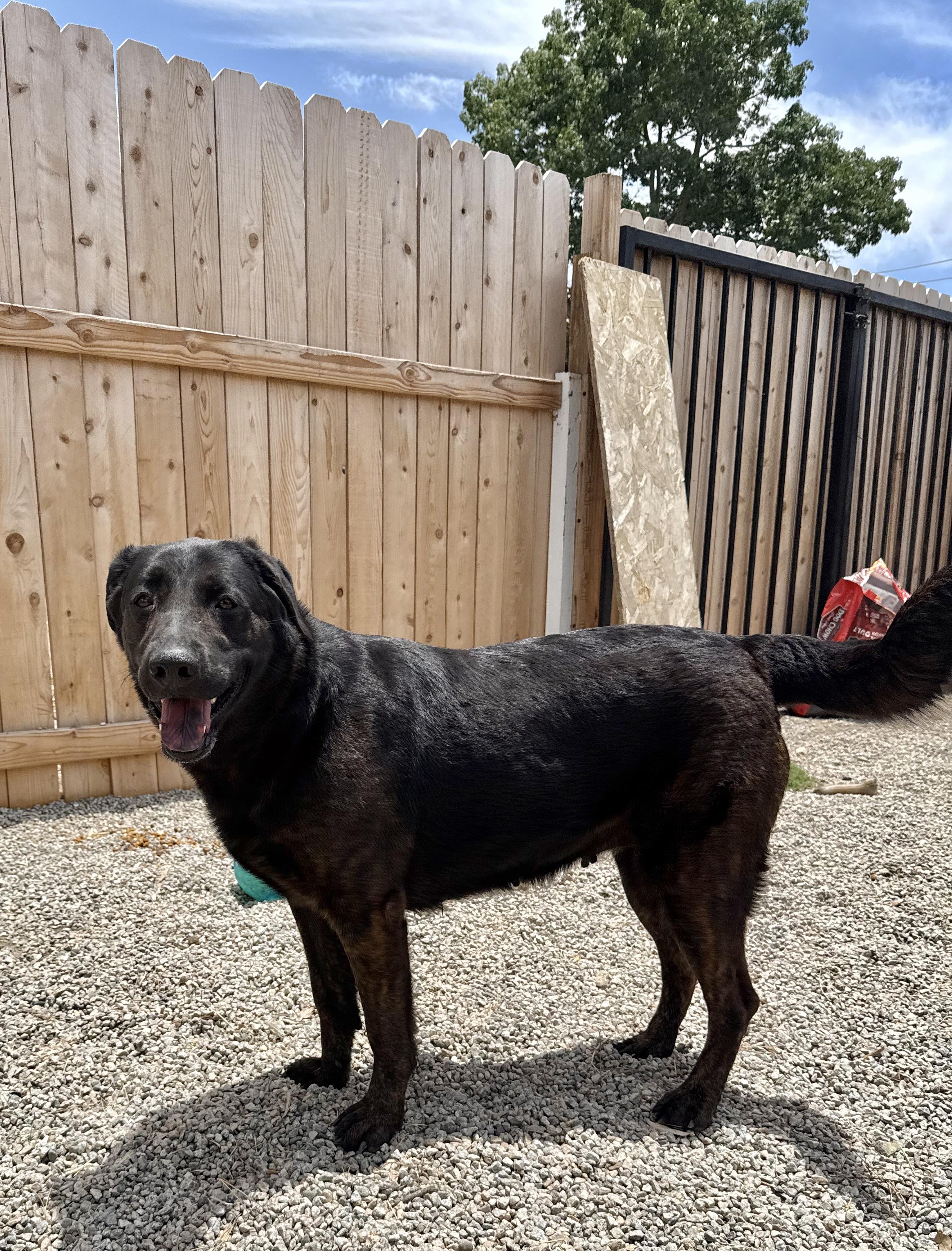 LUNA, a Adoptable Labrador Retriever in Portland , OR image 5/6