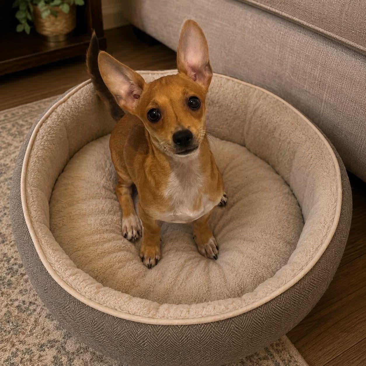 Lexus, ADOPTABLE, Young Female Chihuahua.