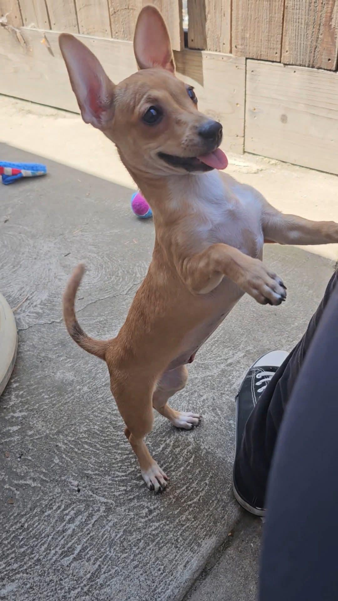 Lexus, a ADOPTABLE mixed breed in Clovis, CA image 2/3