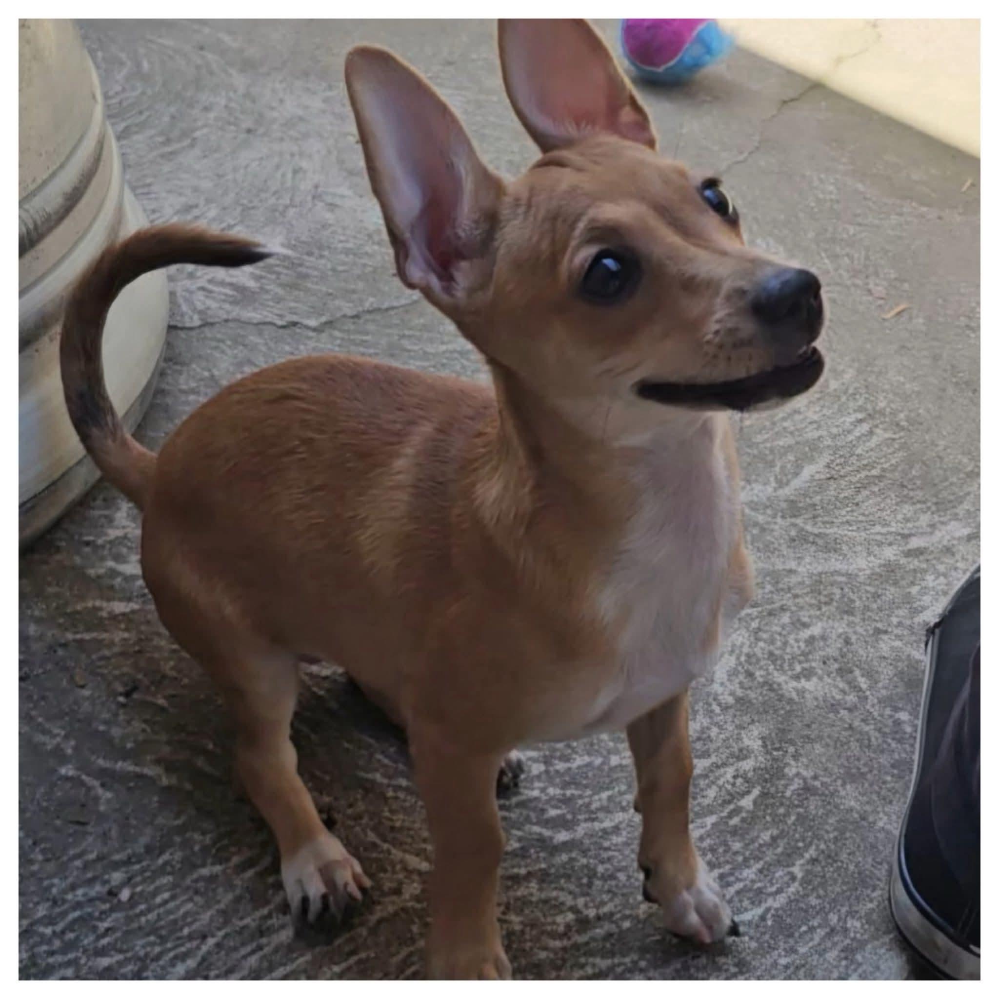 Lexus, a ADOPTABLE mixed breed in Clovis, CA image 3/3