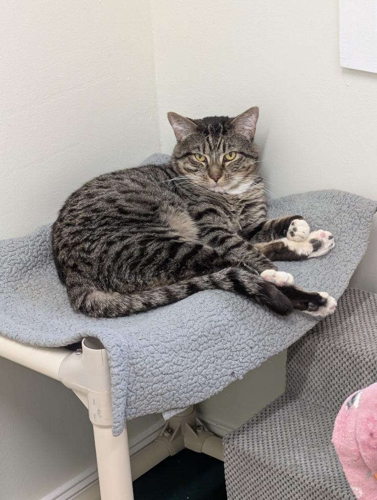 August, Adoptable, Adult Male Domestic Short Hair.