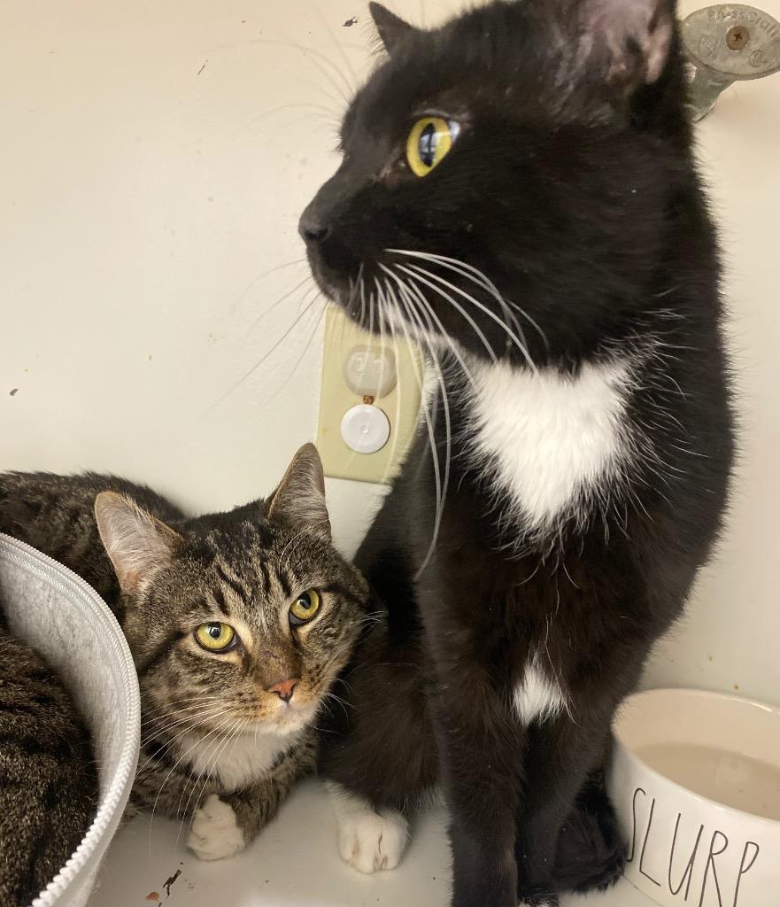 August, Adoptable, Adult Male Domestic Short Hair.