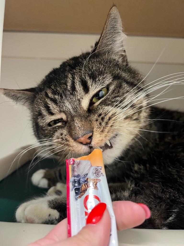 Enlarge August, a Adoptable mixed breed in Fall River, MA image 2/6