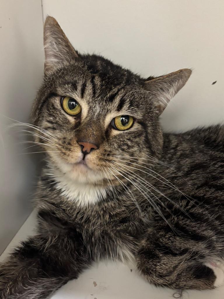 Enlarge August, a Adoptable mixed breed in Fall River, MA image 3/6