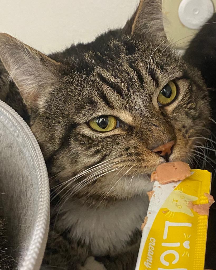 Enlarge August, a Adoptable mixed breed in Fall River, MA image 2/4