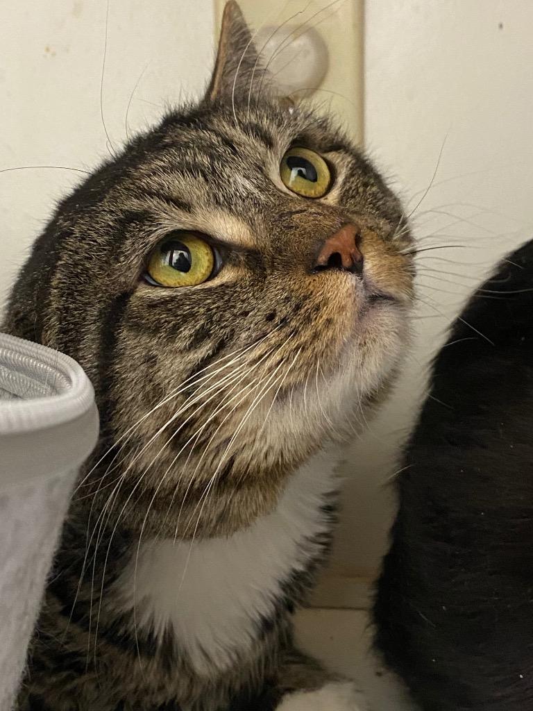 Enlarge August, a Adoptable mixed breed in Fall River, MA image 3/4