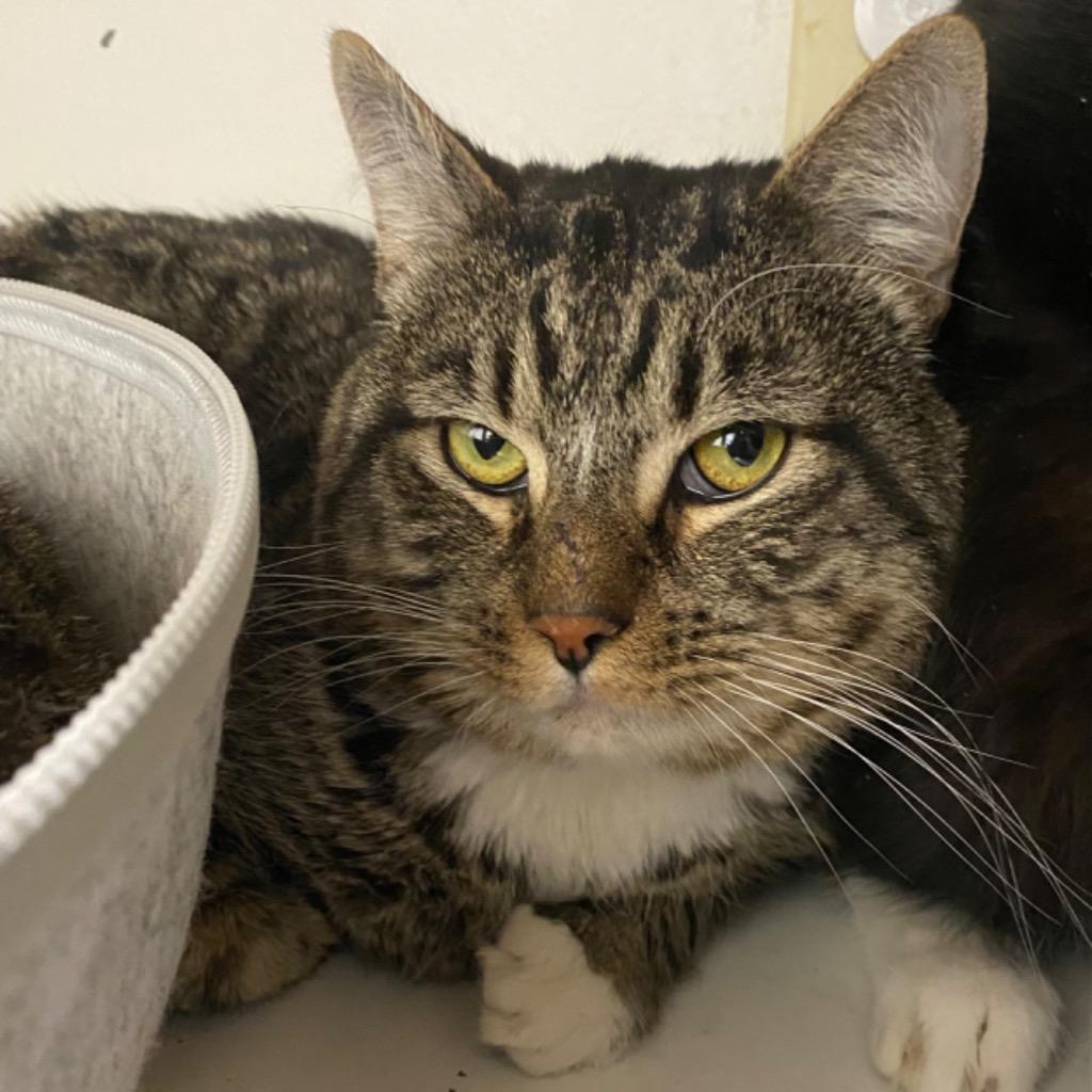 Enlarge August, a Adoptable mixed breed in Fall River, MA image 4/4