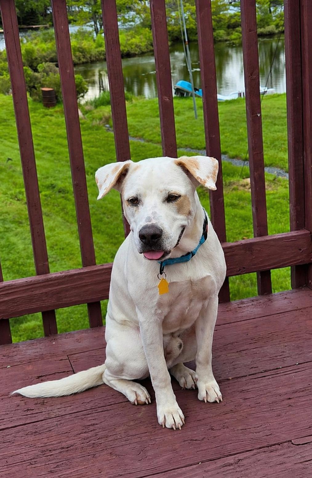 Enlarge Owen, a Adoptable mixed breed in West Islip, NY image 3/5