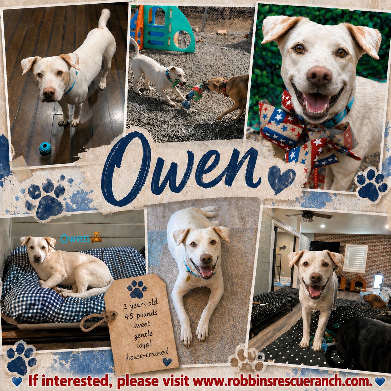 Enlarge Owen, a Adoptable mixed breed in West Islip, NY image 1/5