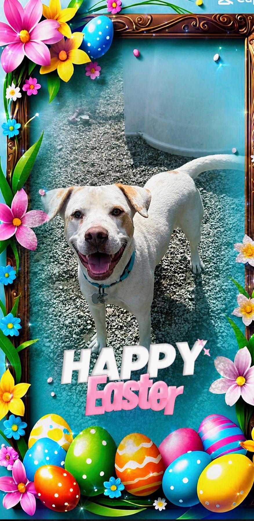 Enlarge Owen, a Adoptable mixed breed in West Islip, NY image 4/5