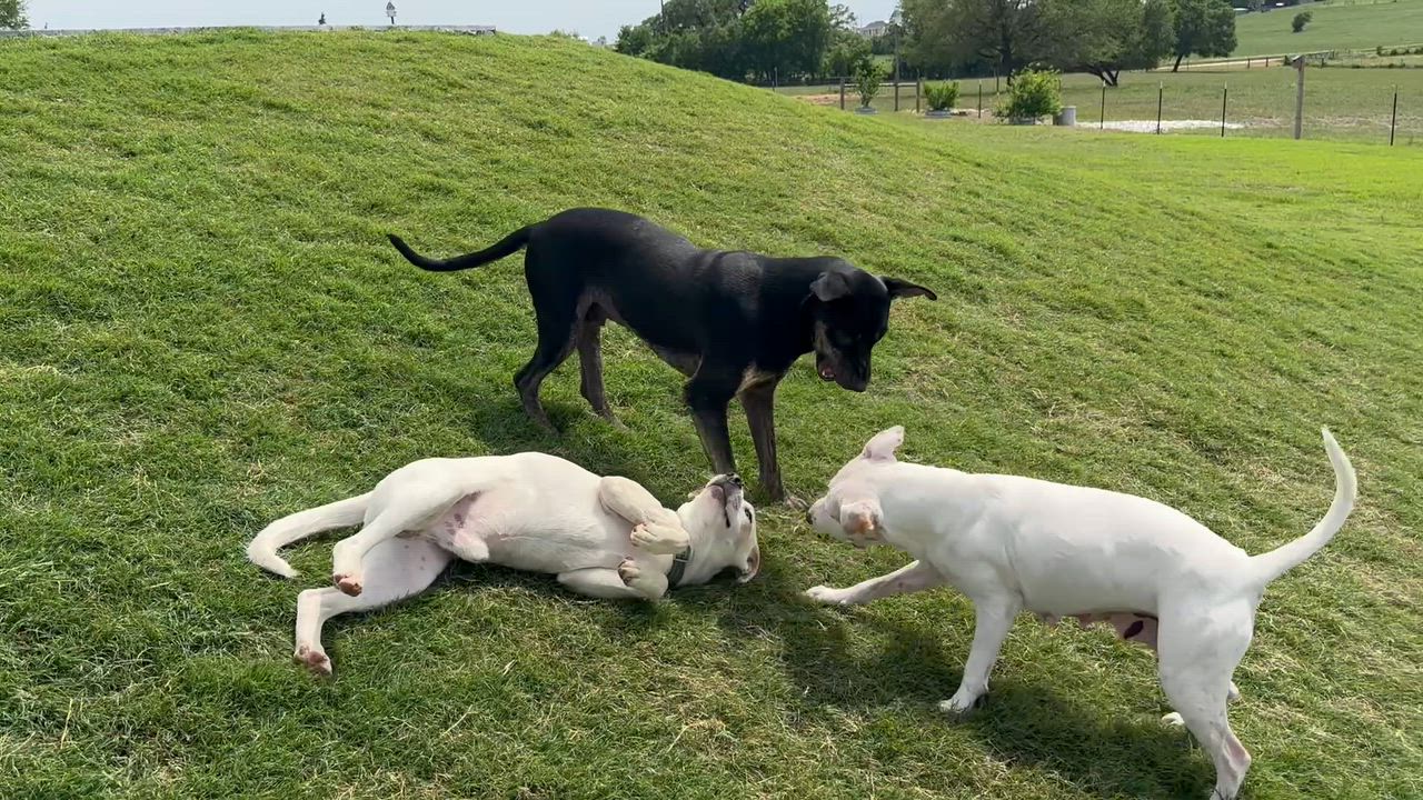 Enlarge Owen, a Adoptable mixed breed in West Islip, NY video 5/5
