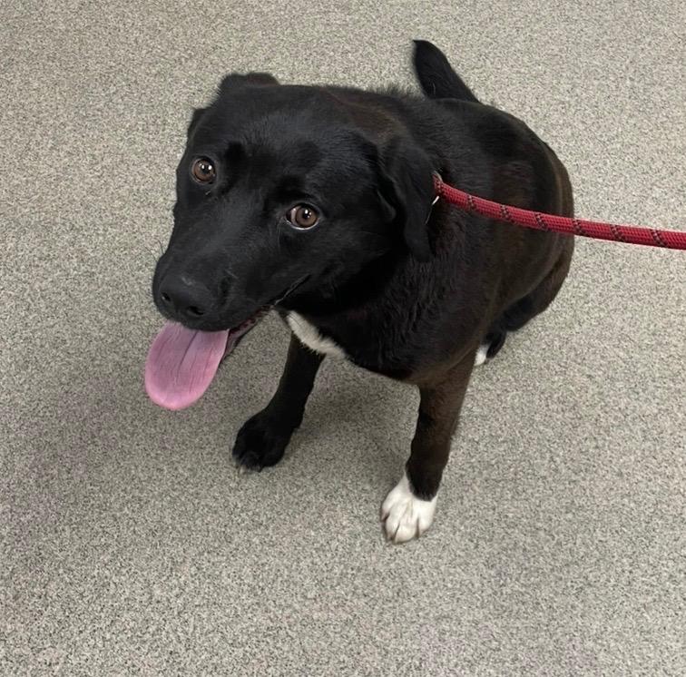 Monica, Adoptable, Young Female Labrador Retriever.