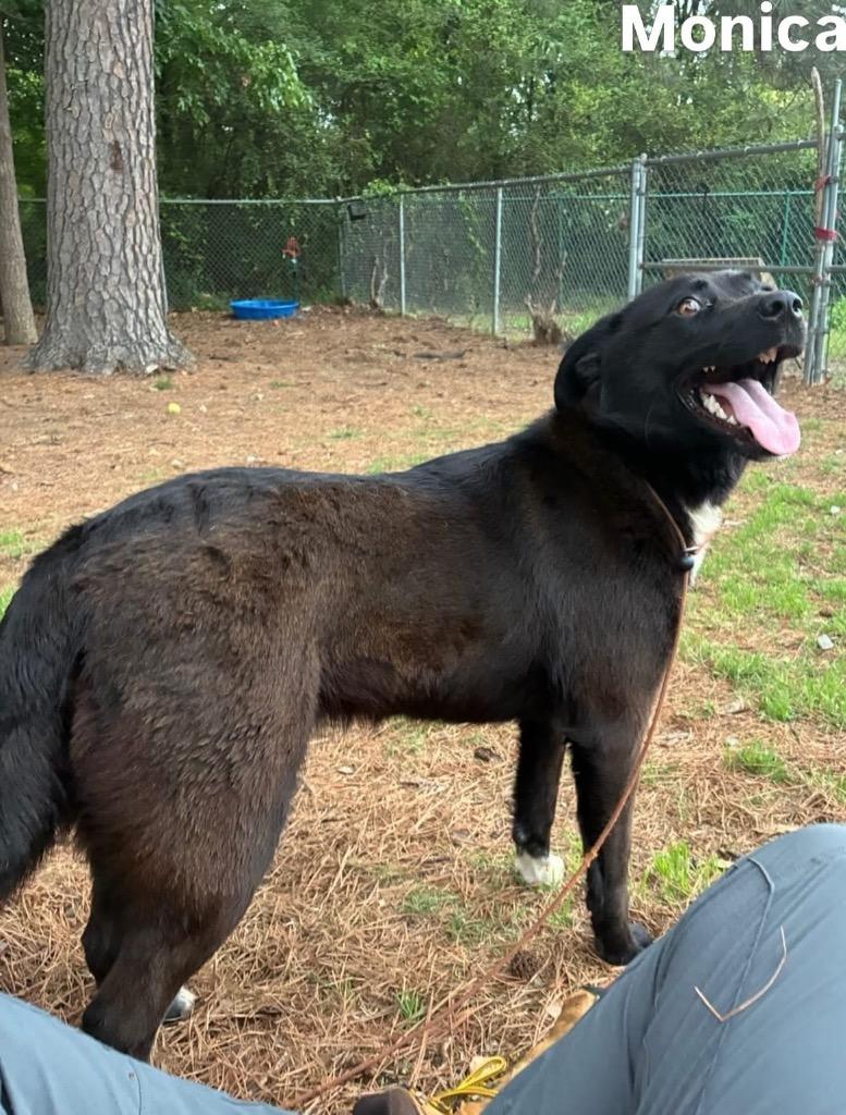 Enlarge Monica, a Adoptable Labrador Retriever in Little Rock, AR image 2/3